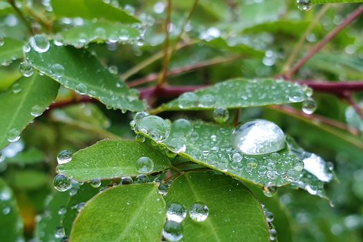 Raindrops on the leaves. Water droplets on leaf. Wet grass