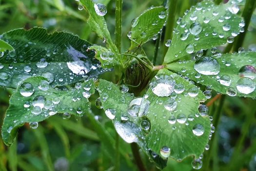 Raindrops on the leaves. Water droplets on leaf. Wet grass