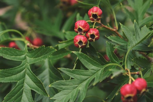 Hawthorn berry. Red wild hawthorn berries on the branches