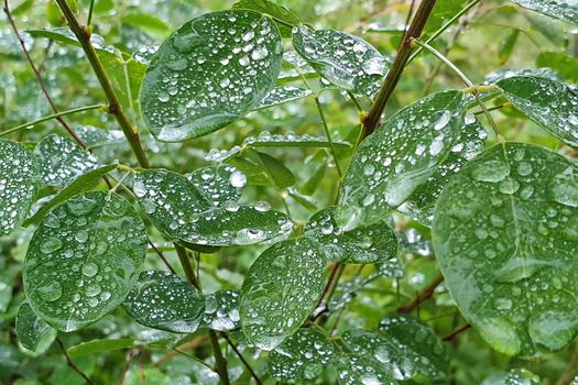 Raindrops on the leaves. Water droplets on leaf. Wet grass