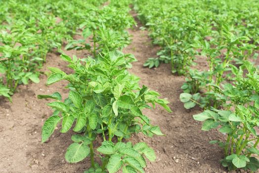 Potato plants in the garden. Field of potatoes