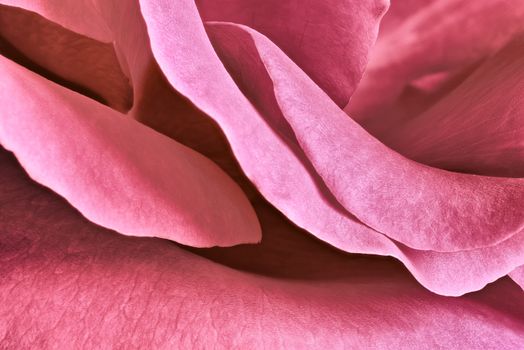 Rose petals background. Beautiful, delicate rose petals