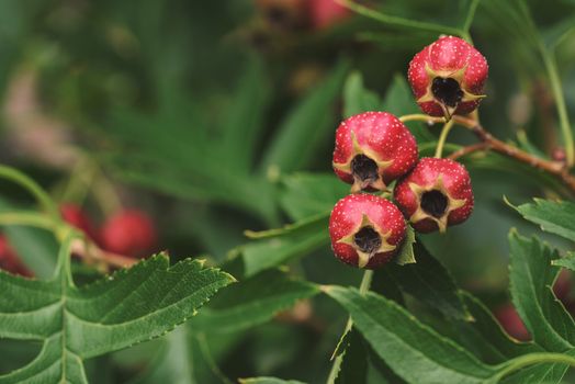 Red wild hawthorn berries on the branches. Hawthorn tree