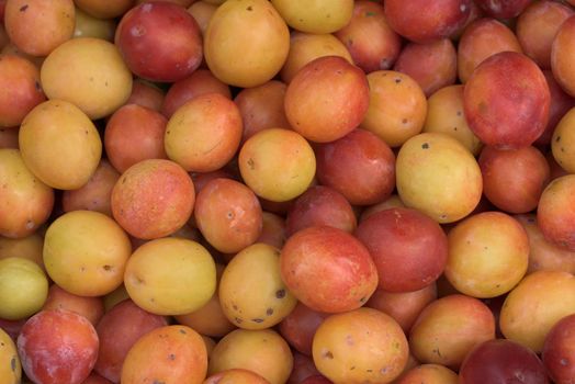 Red and yellow plums. Ripe plum. Background of fruits