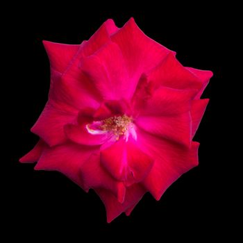 Red flower isolated on the black background and texture with clipping path.