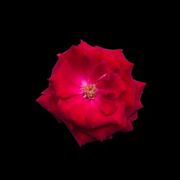 Red flower isolated on the black background and texture.