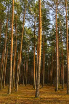 Beautiful pine forest during sunset. Yellow bright colors. Fall. Change of seasons