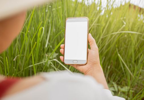 Close up of Young female farmer examining vetiver grass blade beside cornfield with smartphone in her hands.