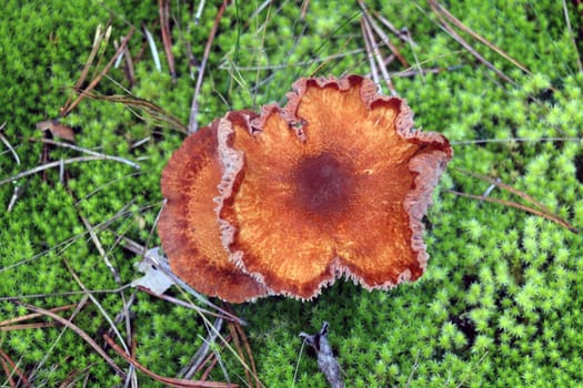 Top view of inedible mushrooms in green moss