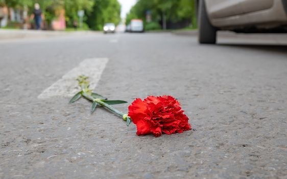 a red carnation flower lies on the asphalt of the roadway in a residential area of the city among passing cars and people passing by