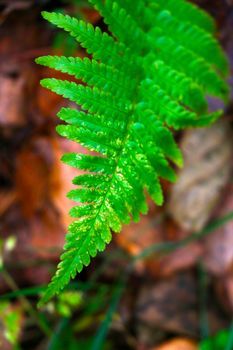 Beautiful green fern leaf in the autumn forest