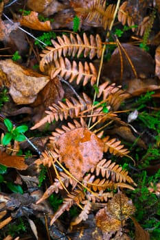 Yellow wet fern leaf in the autumn forest