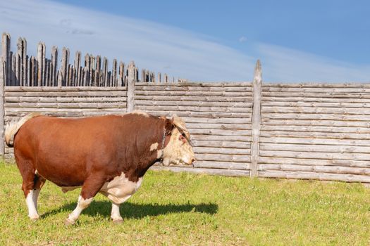 bull, a big bull with a ring in its nose, stood majestically in a lush summer meadow by a wooden fence, a milk bull grazing in a green meadow. Landscape, horizontal. Symbol of 2021. Zodiac sign Taurus