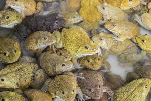 Many toads and frogs gathered. Bangrak market on Koh Samui in Surat Thani, Thailand.