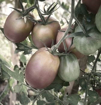 Large ripe tomatoes ripen in the garden among the green leaves. Presents closeup.