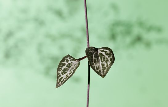 Flowering plant of ceropegia woodii also called chain of hearts or string of hearts on green background, evergreen succulent plant with leaves shaped like heart