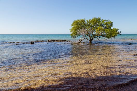 tree in the water on beach in Mozambique