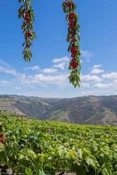 Douro Valley. Vineyards landscape of the Porto wine, near Pinhao village, Portugal. View from Casal de Loivos