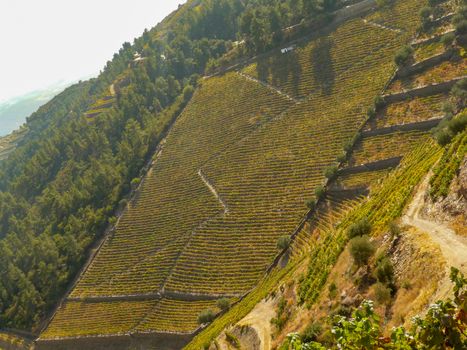 Douro Valey in Portugal with winery and vineyards landscape. Travel and Tourism