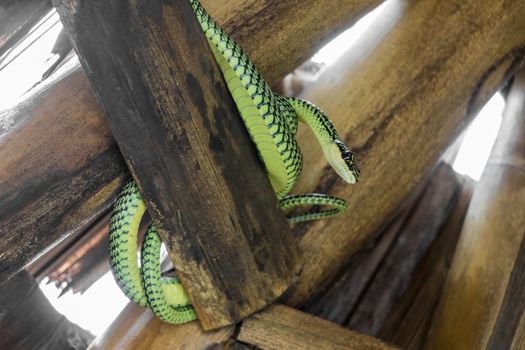 Snake in the bamboo roof on Koh Phangan, Koh Pha Ngan, Thailand. Paradise Tree Snake.