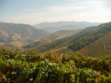 Douro Valey in Portugal with winery and vineyards landscape. Travel and Tourism