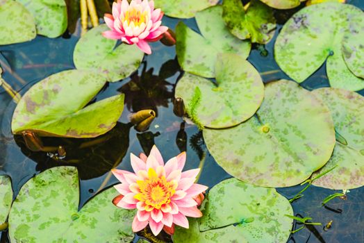 beautiful pink water Lily in a garden pond in summer