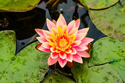 beautiful pink water Lily in a garden pond in summer