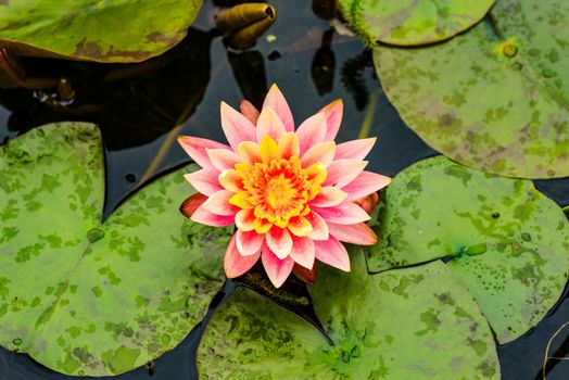 beautiful pink water Lily in a garden pond in summer