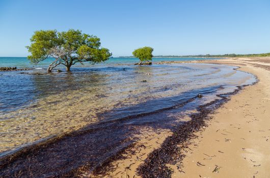 Trees in the water on a beach in Mozambique. Focus on the algae