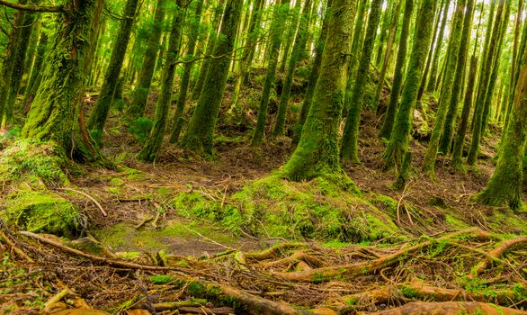 mystic green forest ground with roots in Lagoa do Canario, on Sao Miguel, Azores, Portugal