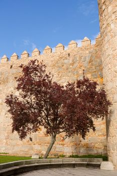 Tree in the ancient fortification of Avila, Castile and Leon, Spain