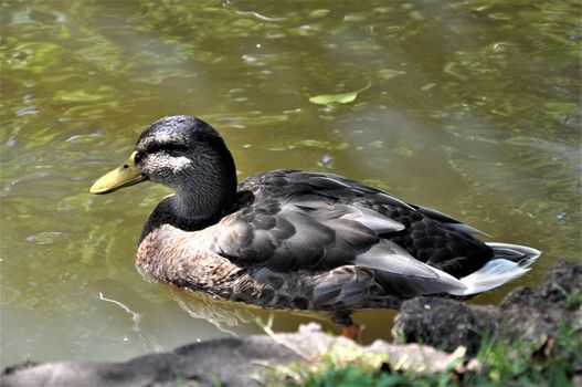 A female mallard duck swims on a lake
