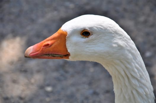 A close up of a white goose head against a grey background