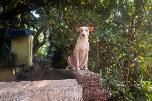 Close-Up Of Dog Sitting On Ledge in Goa, India