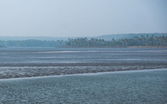 A lot of birds during low tide, Goa