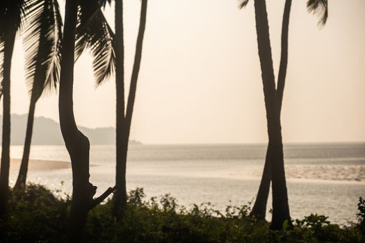 View of palm trees and beach on sunset, Goa, India