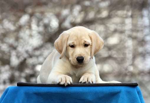 a sweet yellow labrador playing in the park