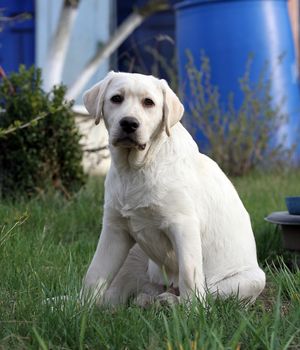 yellow labrador playing in the park