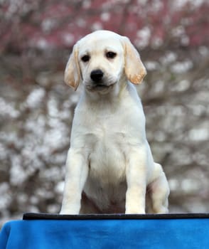 sweet yellow labrador playing in the park