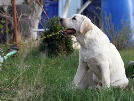 a yellow labrador playing in the park