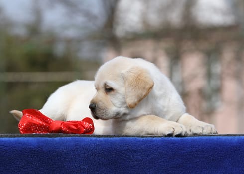 a nice sweet yellow labrador playing in the park