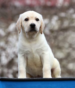 the nice sweet yellow labrador playing in the park