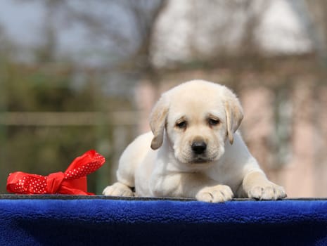 nice sweet yellow labrador playing in the park