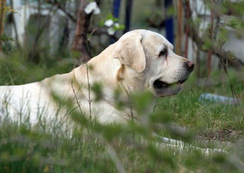 sweet yellow labrador playing in the park