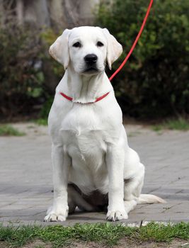 the yellow labrador playing in the park