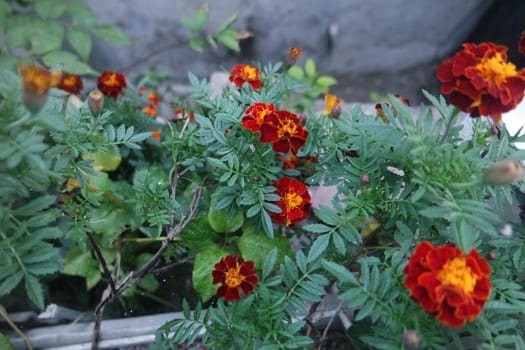 Dark orange marigold flowers in garden with green leaves background