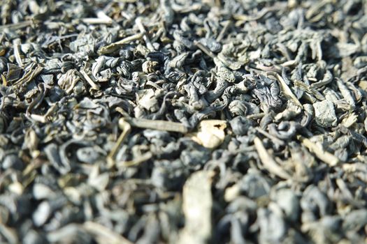 Close-up view of green tea dried leaves. Green tea or stevia rebaudiana leaves are of great medical importance for health.