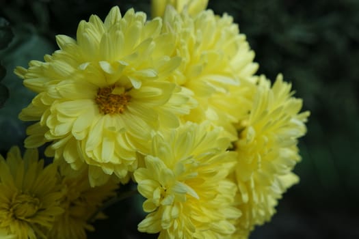 Closeup view of lovely yellow flower against a green leaves blurred background. This flower is found in South Korea.