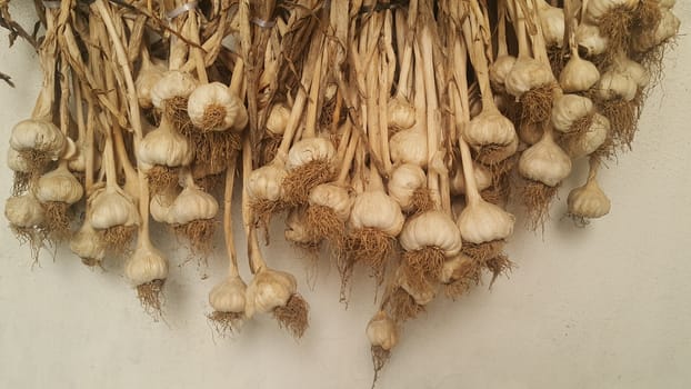Garlic is aromatic and flavorful herb for consumption and use in spices and for medicinal purposes. Close-up view of dry garlic bulbs background.