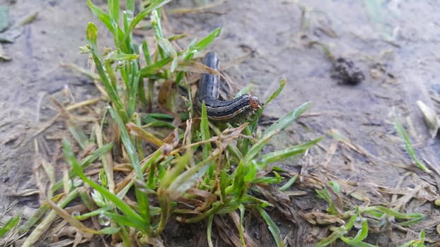 Closeup view of a grey black hornworm feeding on green leaves in a barley farmland